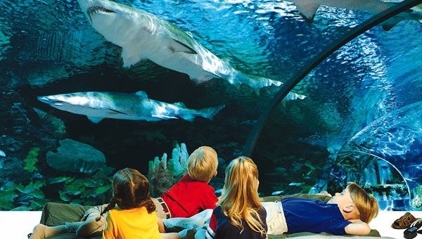 多伦多海洋馆2月夜宿 已报满 Ripley's Aquarium Sleepover