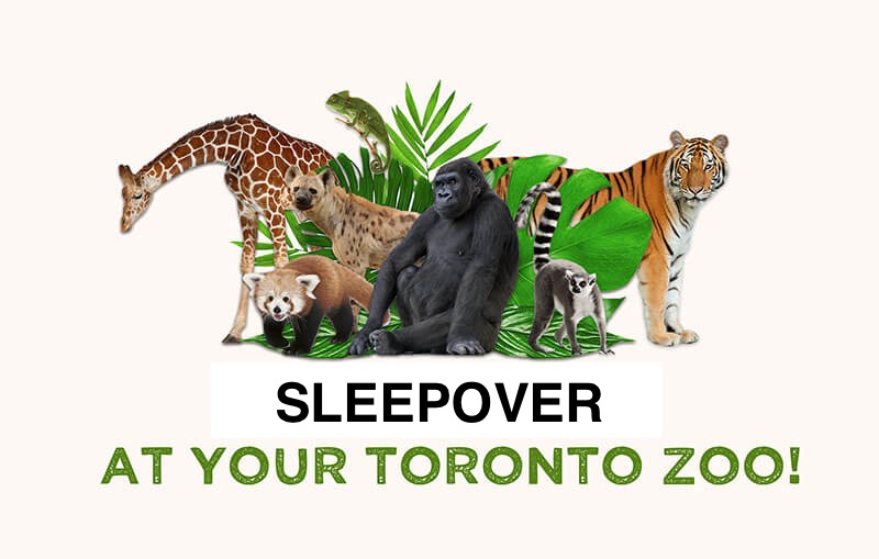 多伦多动物园十月感恩节夜宿 Toronto Zoo Sleepover（Sold out/ Waitlist请咨询微信客服）